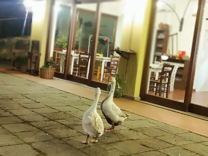 Trattoria Fiesole_23